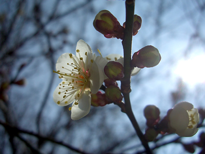梅の開花